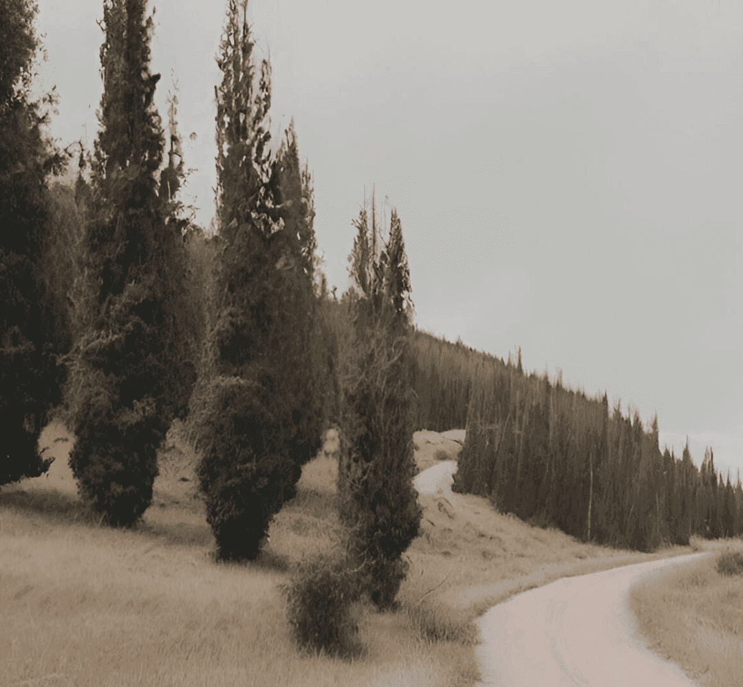 Sepia-toned landscape of a winding road through a forested area with tall trees.