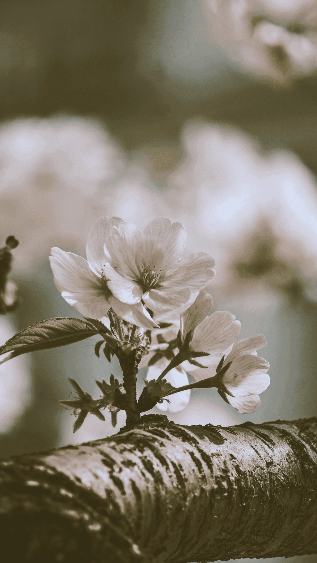 Close-up of cherry blossoms blooming on a tree branch with a blurred background.