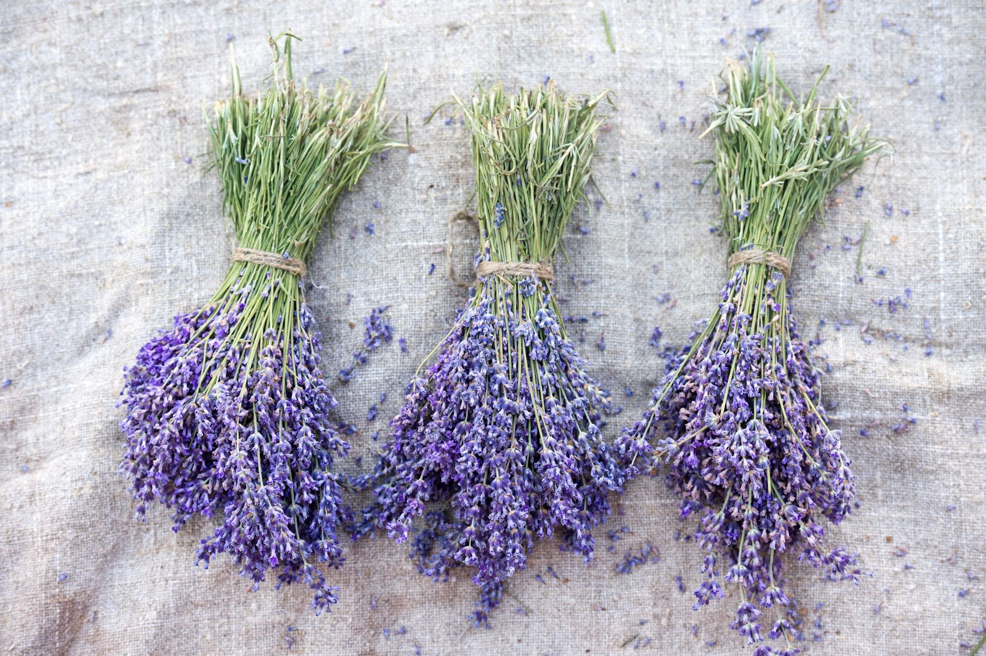 Bunches  of lavender. Collect lavender.