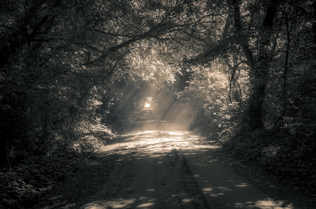 The mysterious tunnel of trees with light at the end of the road. Rays of light shine onto the kicked up dust to provide an enlightened journey. 