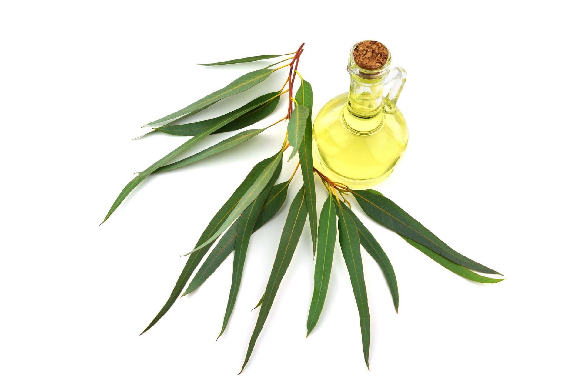 Eucalyptus Essential Extract Oil. Isolated on White Background. Eucalyptus Essential Extract Oil. Isolated on White Background.